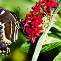 Black Swallowtail on Red Flower