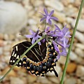 Broken-winged Black Swallowtail 