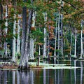 Cypress Tree Swamp
