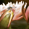 Dragonfly on Peach Colored Waterlily