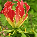 Flame Lily