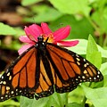 Monarch on Pink Flower