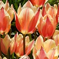 Orange and Yellow Tulips