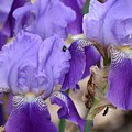 Purple Irises