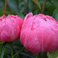 Rain-kissed Peonies