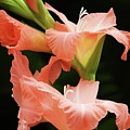 Silhouette - Peach Gladiola