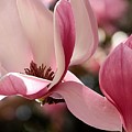Spectrum Magnolia 