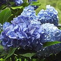 Vibrant Blue Hydrangea