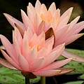 Vibrant Pink Waterlily Pair
