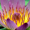 Vibrant Purple Waterlily Closeup