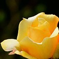 Vibrant Yellow Rose
