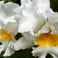 White and Yellow Orchids