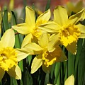 Yellow Daffodils