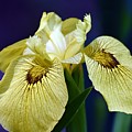 Yellow Iris