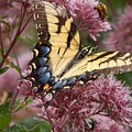 Yellow  Swallowtail on Purple Flower