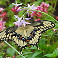 Yellow Swallowtail