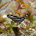 Zebra Butterfly on Flowering Plant