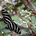Zebra Longwing Butterfly 